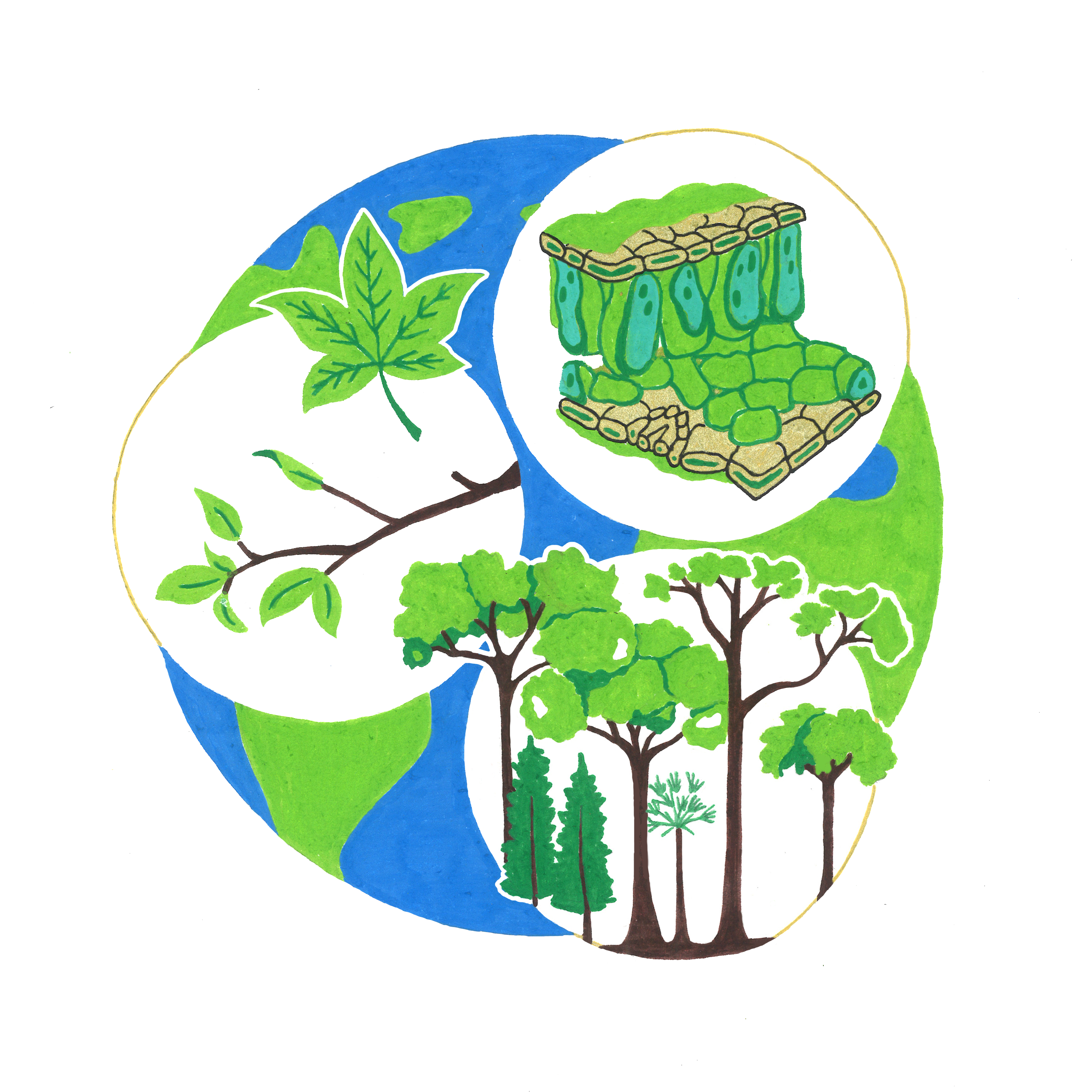 Vegetation Model from molecule to tree canopy